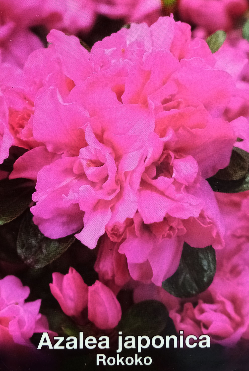 Азалия - Azalea jap. 'Rokoko'