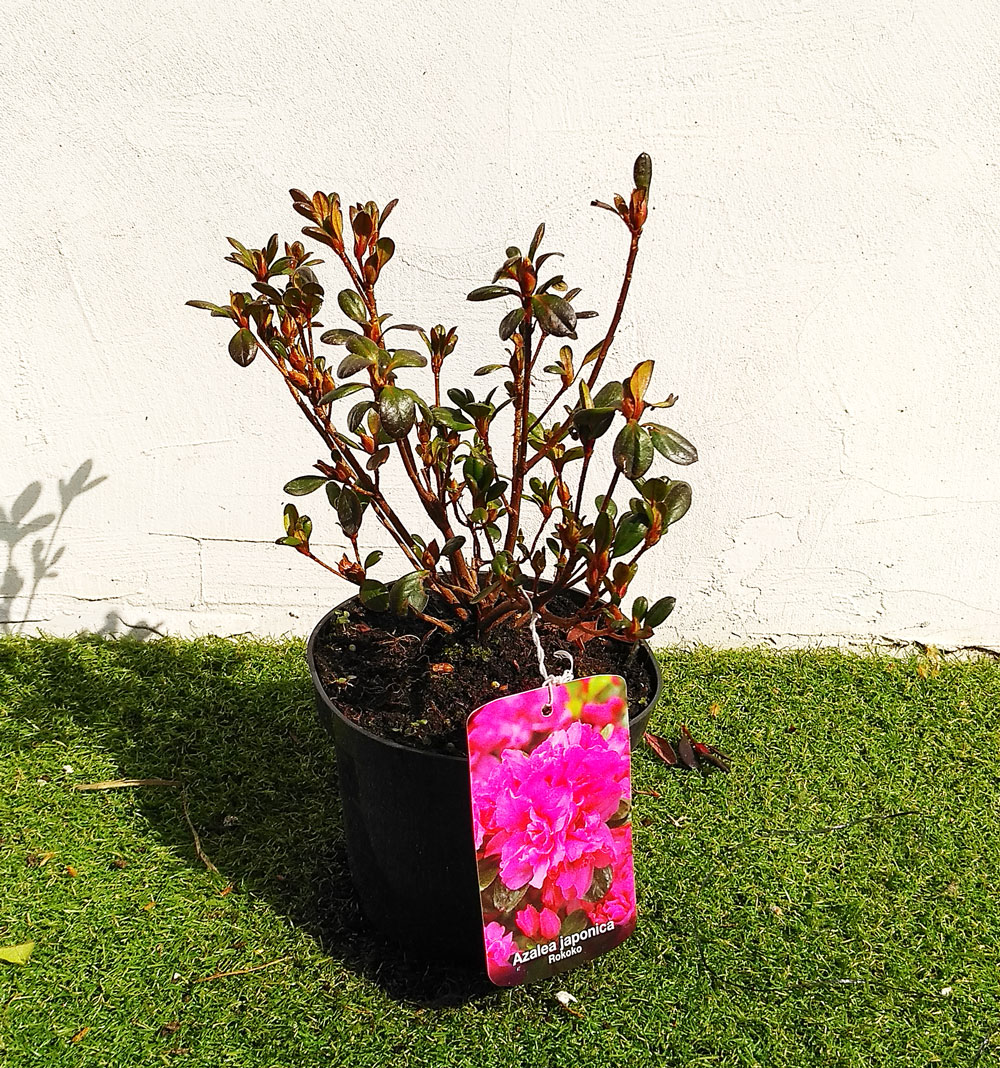Азалия - Azalea jap. 'Rokoko' - Image 3