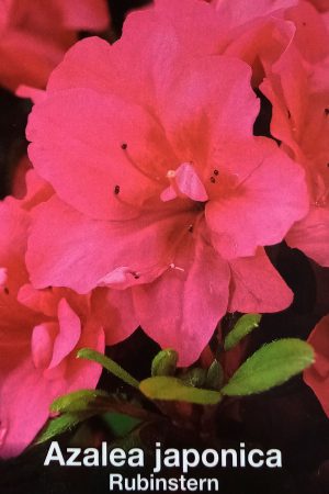 Азалия- Azalea jap. 'Rubinstern'