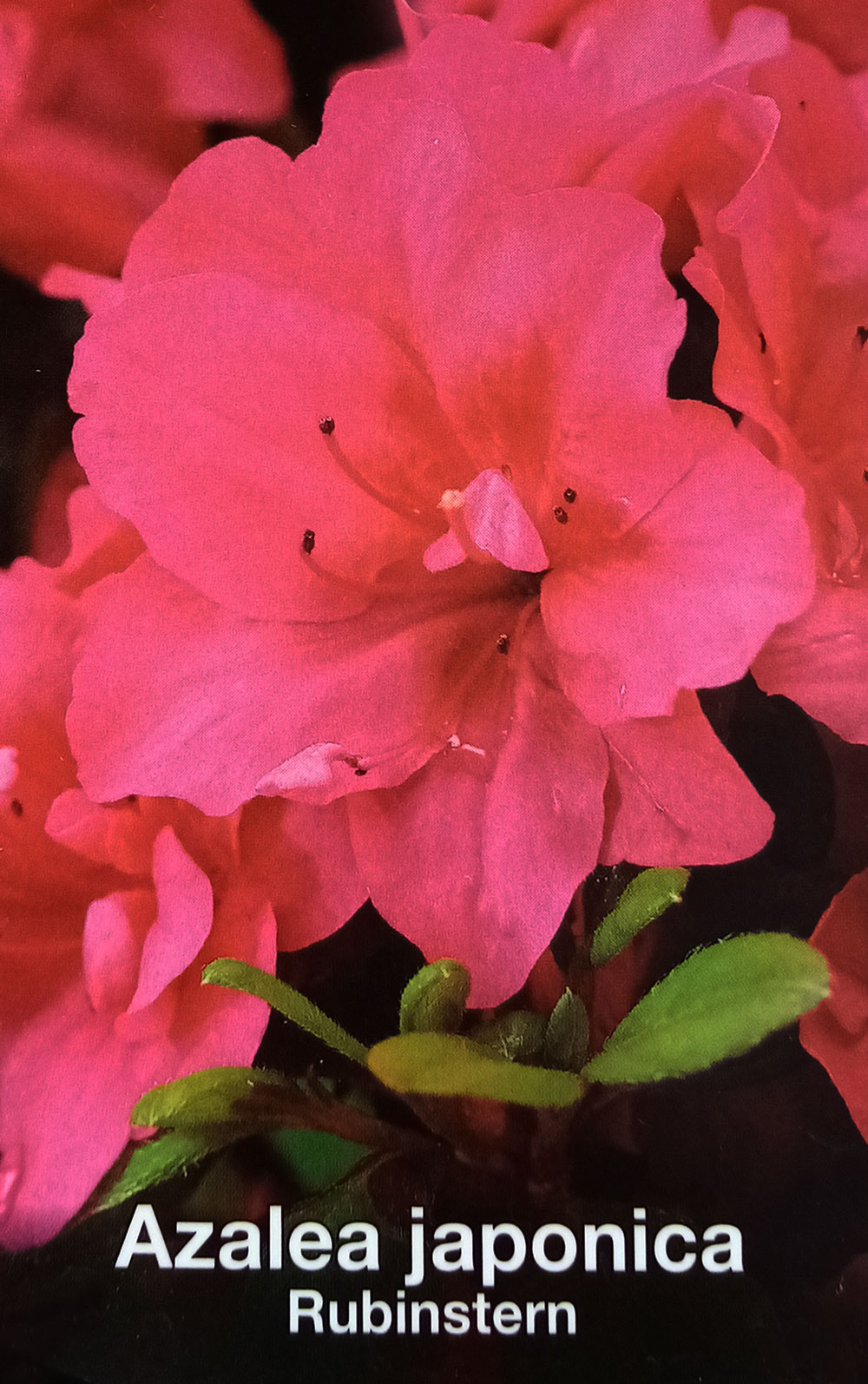 Азалия- Azalea jap. 'Rubinstern'