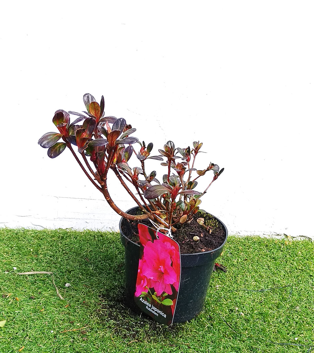 Азалия- Azalea jap. 'Rubinstern' - Image 3