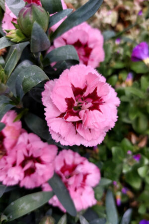 Карамфил/ Dianthus- различни цветове