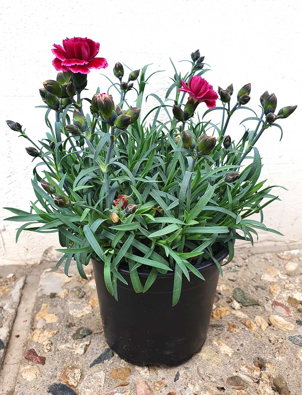 Карамфил/ Dianthus- различни цветове - Image 3