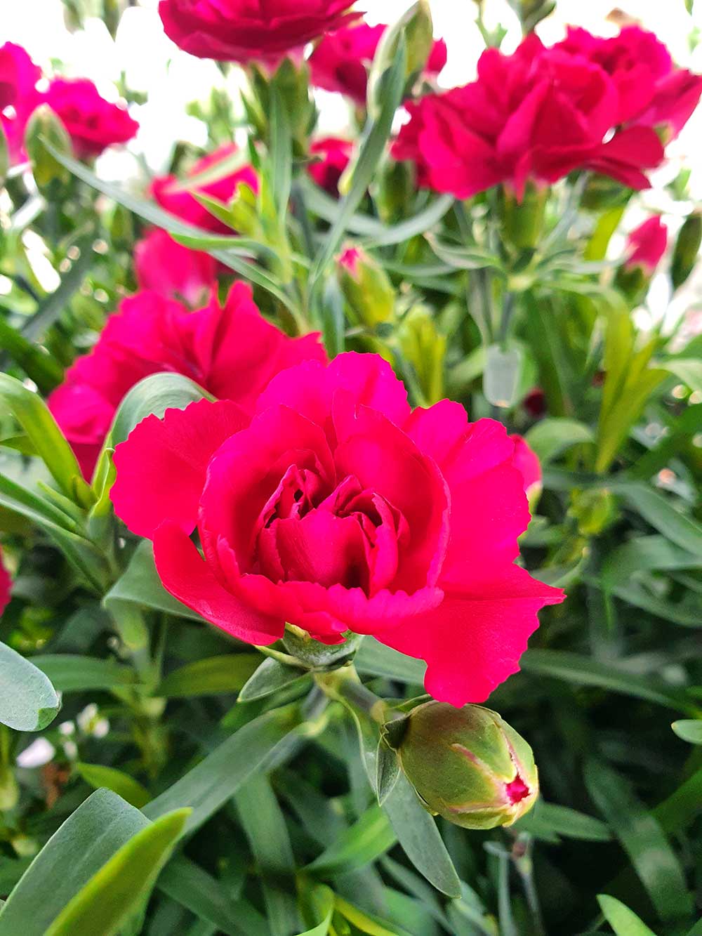 Карамфил/ Dianthus- различни цветове - Image 8