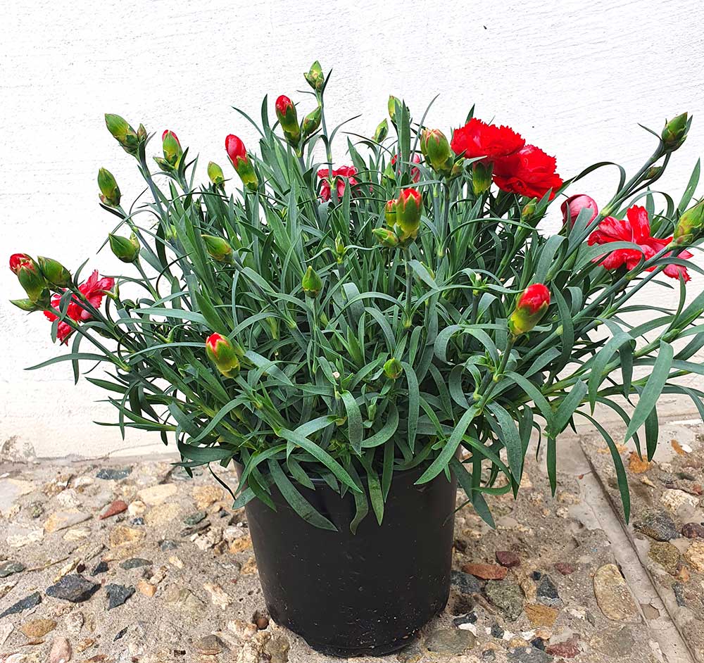 Карамфил/ Dianthus- различни цветове - Image 6