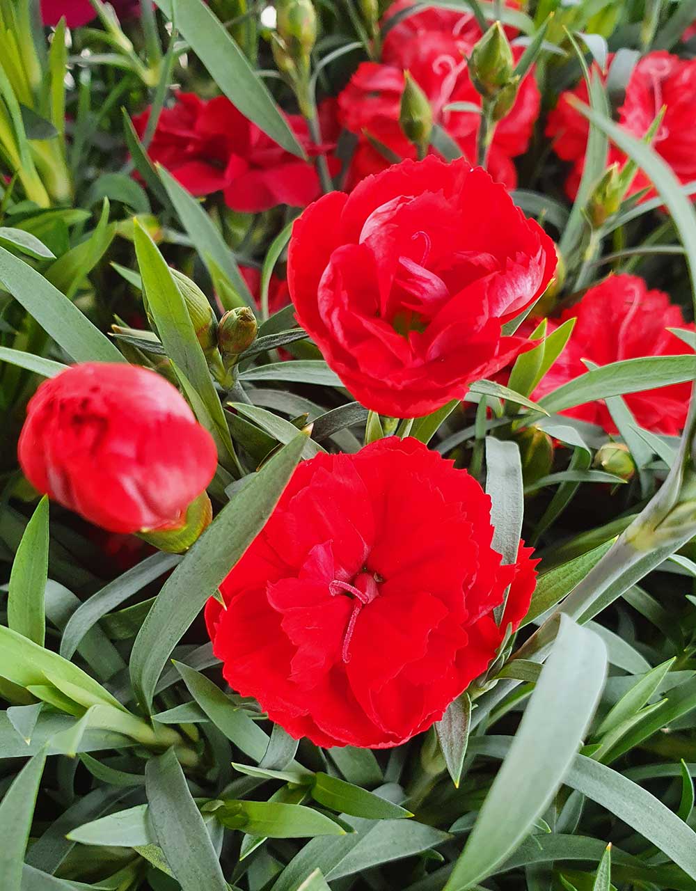 Карамфил/ Dianthus- различни цветове - Image 7