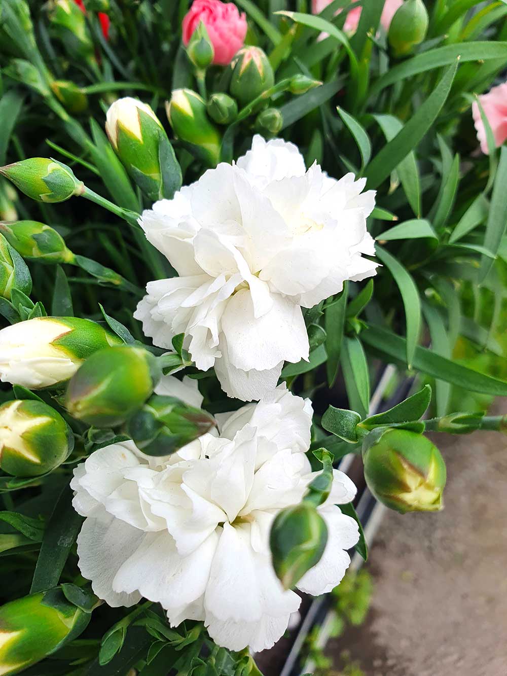 Карамфил/ Dianthus- различни цветове - Image 4