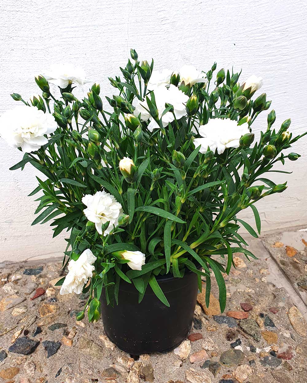 Карамфил/ Dianthus- различни цветове - Image 5