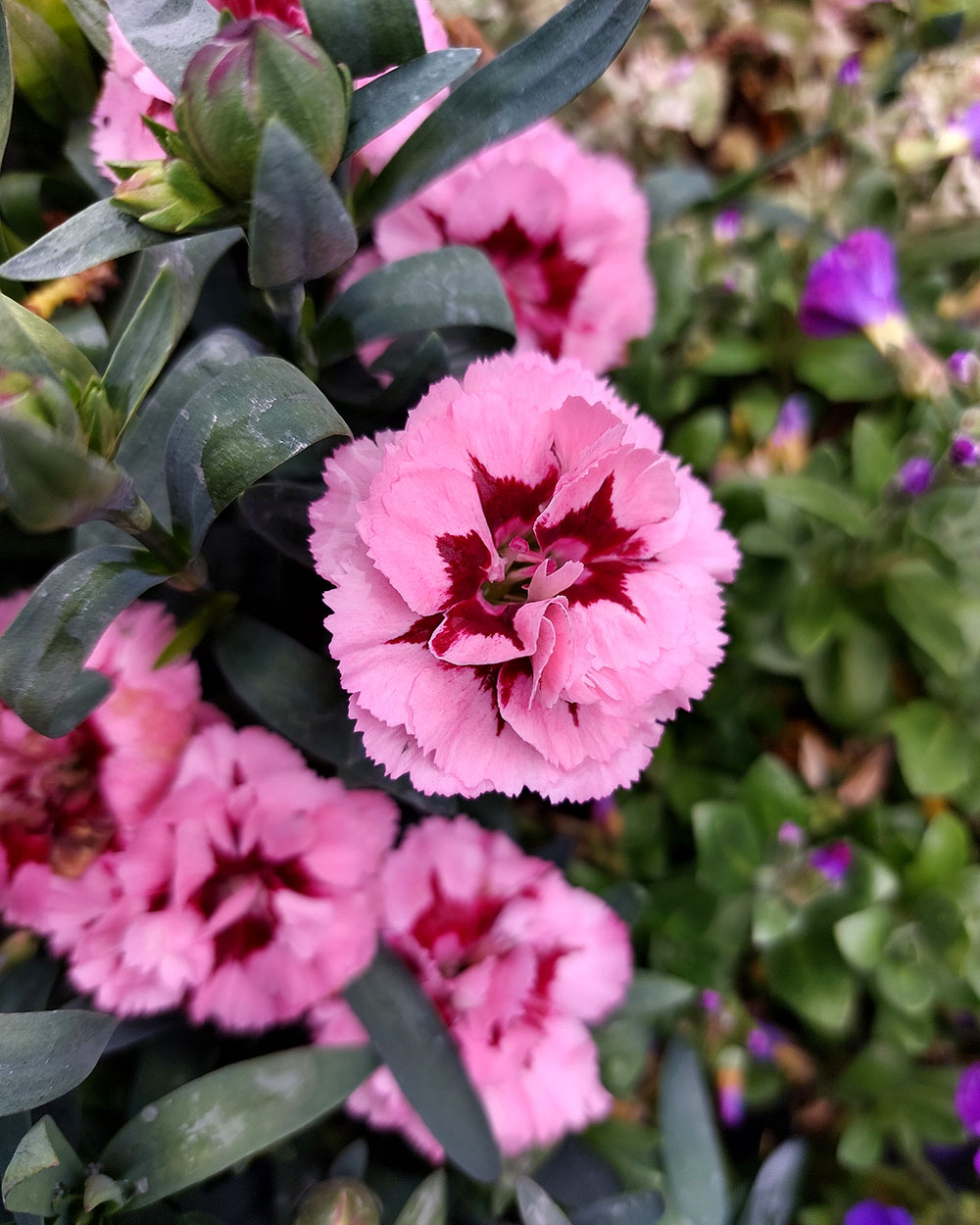 Карамфил/ Dianthus- различни цветове