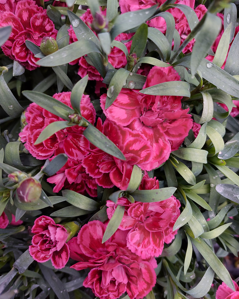 Карамфил/ Dianthus- различни цветове - Image 9
