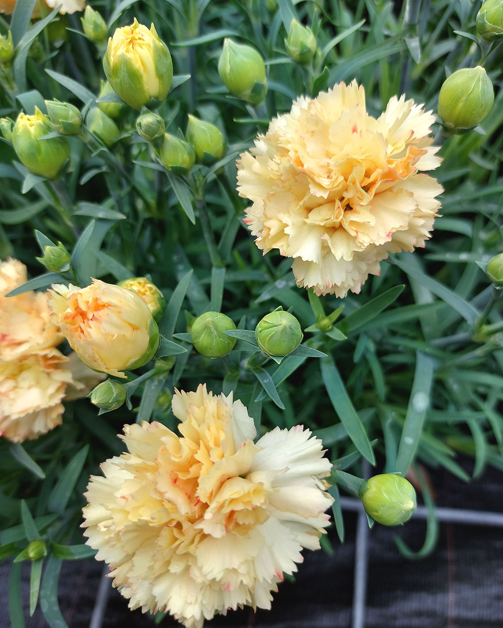 Карамфил/ Dianthus- различни цветове - Image 2