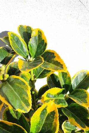 Японски чашкодрян/Euonymus jap. 'Aureomarginatum'