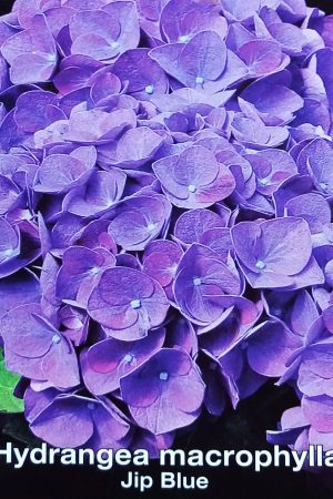 Хортензия- Hydrangea macrophylla 'Jip Blue'