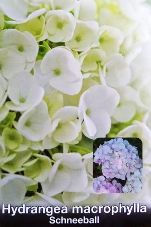 Хортензия - Hydrangea macrophylla 'Scneeball'
