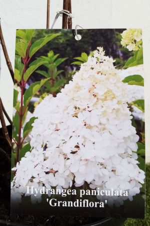 Метличеста хортензия- Hydrangea paniculata'Grandiflora'