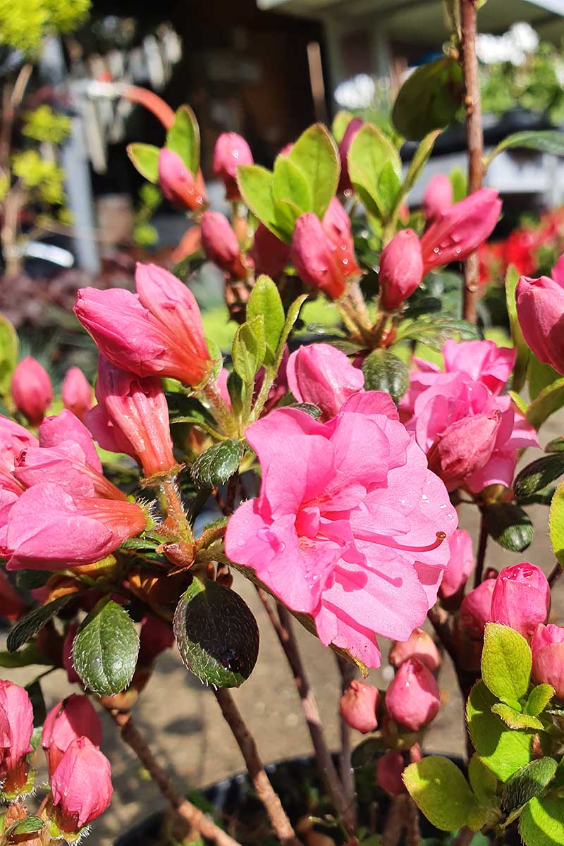 Азалия - Azalea jap. 'Rokoko' - Image 2