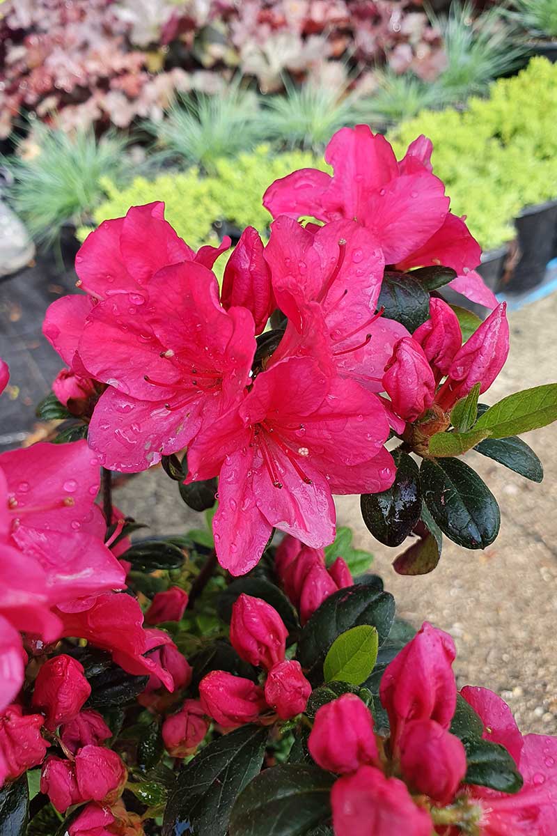 Азалия- Azalea jap. 'Rubinstern' - Image 2