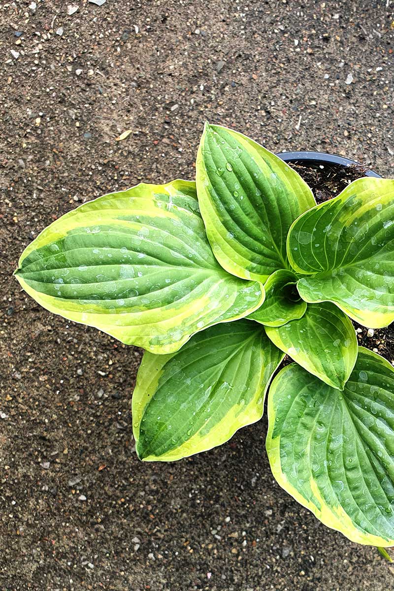 Хоста/Hosta Brim Cup - proplants-garden.com
