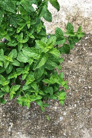 Мента/Mentha Strawberry Mint arvensis