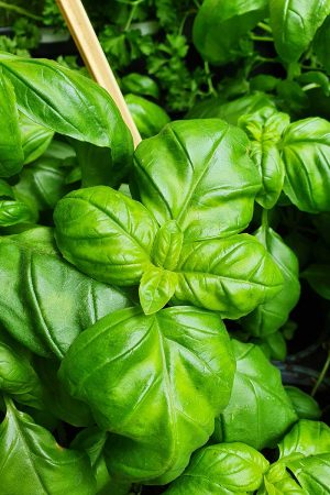 Босилек/Ocimum basilicum