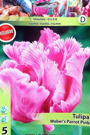 Лале, хоби опаковка-Tulipa 'Webers Parrot Pink'