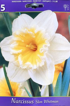 Нарцис, хоби опаковка- Narcissus 'Slim Whitman'