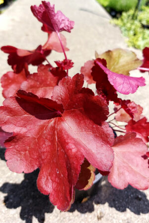 Xoйxepa/Heuchera world caffe Vienna