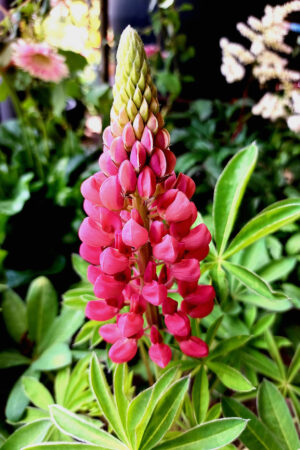 Лупина, розова - Lupinus polyphyllus