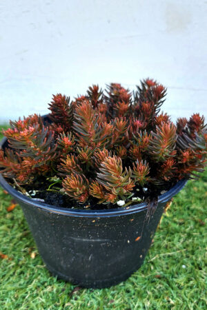 Седум/ Sedum Chocolate red