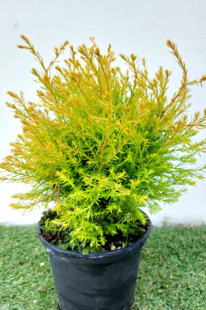 Туя кълбовидна Рейнголд- Thuja occ. 'Reingold'