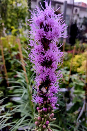 Лиатрис/Liatris floristan MIX