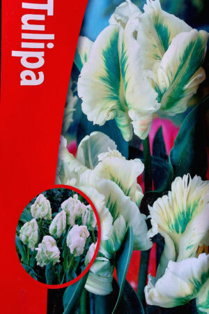 Лале, 1 брой луковица/ Tulip Super Parrot