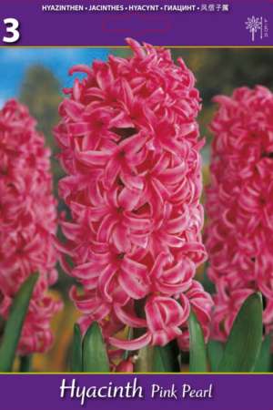 Зюмбюл, хоби опаковка-Hyacinth 'Pink Pearl'