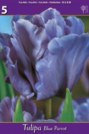 Лале, хоби опаковка  с 5 бр. Tulipa 'Blue Parrot'