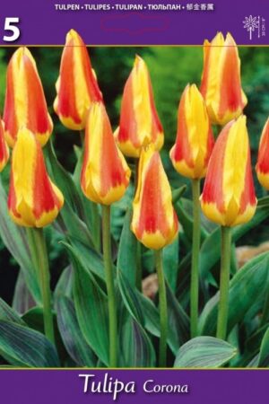 Лале, хоби опаковка с 5 бр. Tulipa 'Corona' - ниско лале