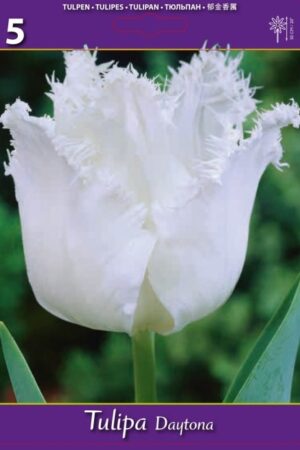 Лале, хоби опаковка  с 5 бр. Tulipa 'Daytona'