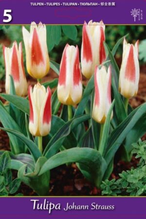 Лале, хоби опаковка с 5 бр. Tulipa 'Johan Strauss' - ниско лале