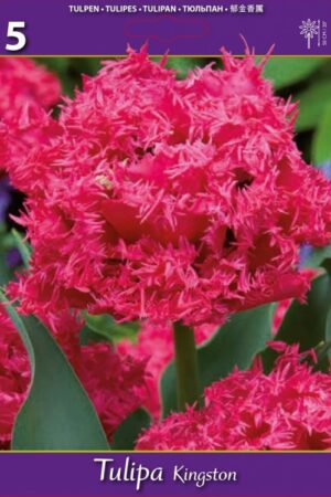 Лале, хоби опаковка  с 5 бр. Tulipa 'Kingston'