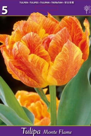 Лале, хоби опаковка-Tulipa 'Monte Flame'