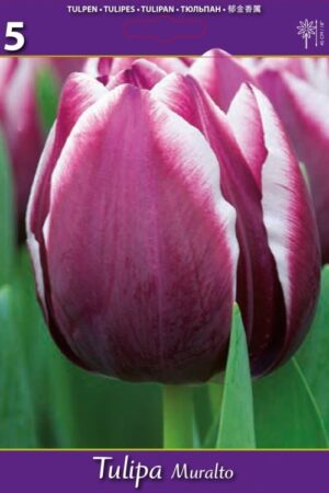 Лале, хоби опаковка  с 5 бр. Tulipa 'Muralto'
