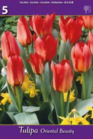 Лале, хоби опаковка  с 5 бр. Tulipa 'Oriental Beauty' - ниско лале