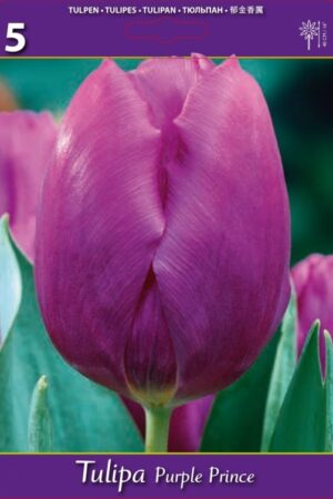 Лале, хоби опаковка  с 5 бр. Tulipa 'Purple Prince'