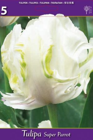 Лале, хоби опаковка  с 5 бр. Tulipa 'Super Parrot'