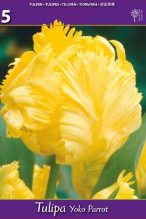 Лале, хоби опаковка - Tulipa 'Yoko Parrot'
