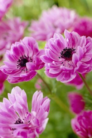 Съсънка, 1 брой луковици - Anemone 'The Admiral'