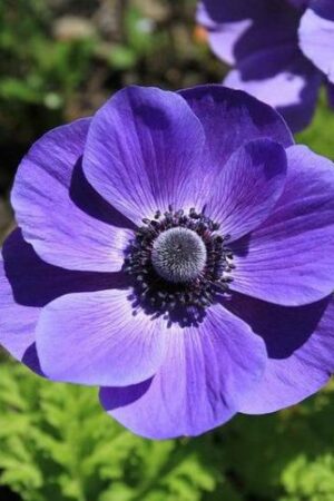 Съсънка, 1 брой луковици - Anemone 'Mr. Fokker'