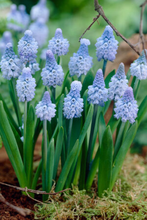Мускари/Кукувиче грозде,1 брой луковици-Muscari 'Azureum'