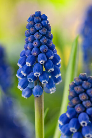 Мускари/Кукувиче грозде,1 брой луковици-Muscari 'Dark Eyes'