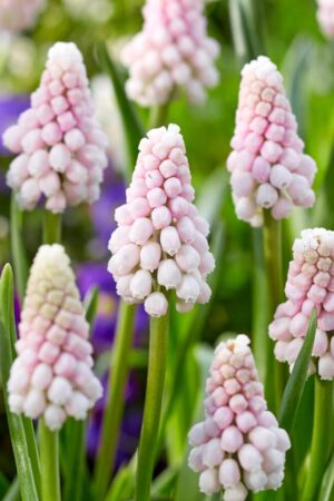 Мускари/Кукувиче грозде,1 брой луковици-Muscari 'Pink Sunrise'