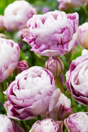 Лале,1 брой луковица-Tulipa 'Double Suprise'